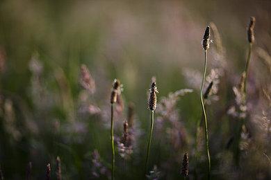 三个DLC！《纪元117:罗马和平》首年通行证预告发布